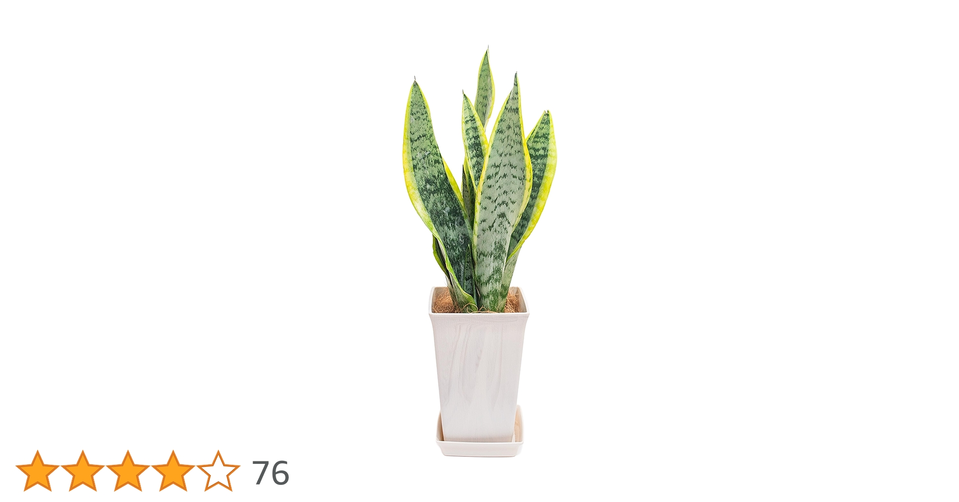 Harmonyサンスベリア5点 Harmony様専用サンスベリア5点 観葉植物 サンスベリア S 5号鉢